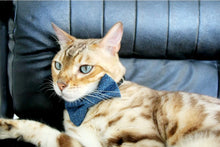 Charger l'image dans la galerie, Nœud papillon pour chat ou petit chien no 34