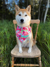 Charger l'image dans la galerie, Foulard 2 en 1 pour grand chien - StV001