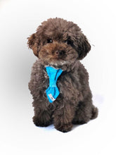 Charger l'image dans la galerie, Cravate 2 en 1 - 4 po - G005