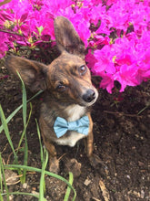 Charger l'image dans la galerie, Nœud papillon pour chat ou petit chien - Noël no 22