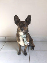 Charger l'image dans la galerie, Cravate 2 en 1 - 4 po - StV012