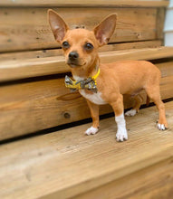 Charger l'image dans la galerie, Nœud papillon pour chat ou petit chien no 32