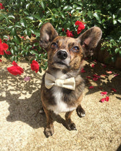 Charger l'image dans la galerie, Nœud papillon pour chat ou petit chien no 36