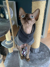 Charger l'image dans la galerie, Jouet pour chat avec herbe à chat – tête de chat no 11