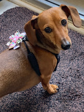 Charger l'image dans la galerie, Fleur pour chien ou chat - no 138