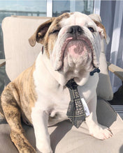 Charger l'image dans la galerie, Cravate 2 en 1 - 6 po - G012