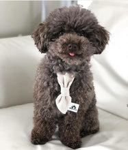 Charger l'image dans la galerie, Cravate 2 en 1 - 4 po - StV008