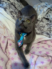 Charger l'image dans la galerie, Cravate 2 en 1 - 4 po - StV012