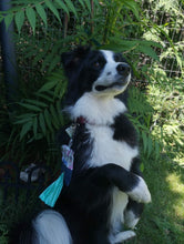 Charger l'image dans la galerie, Porte-sac à déchets pour chien – Poop sac – Fleuri turquoise