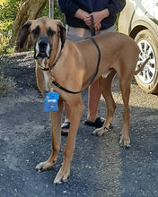 Charger l'image dans la galerie, Porte-sac à déchets pour chien – Poop sac – Volutes jaune orange