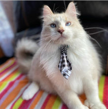 Charger l'image dans la galerie, Cravate 2 en 1 - 4 po - StV012