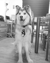 Charger l'image dans la galerie, Cravate 2 en 1 - 8 po - StV009