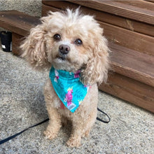 Charger l'image dans la galerie, Foulard 2 en 1 pour chat et petit chien - StV026