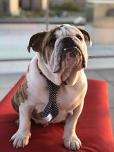 Charger l'image dans la galerie, Cravate 2 en 1 - 6 po - StV002