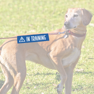 Leash sleeve - IN TRAINING