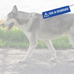 Manchon de laisse CHIEN EN ENTRAÎNEMENT