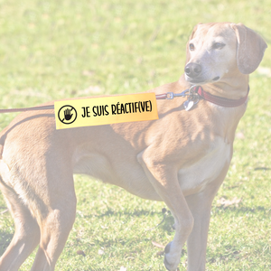 Manchon de laisse JE SUIS RÉACTIF(VE) pour Chien anxieux réactif