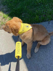 Set of leash sleeve and bandana - DOG AT WORK