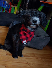 Charger l&#39;image dans la galerie, Foulard 2 en 1 pour chat et petit chien - StV010
