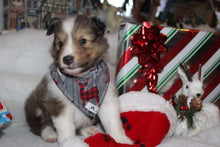 Charger l&#39;image dans la galerie, Foulard 2 en 1 pour chat et petit chien - StV010
