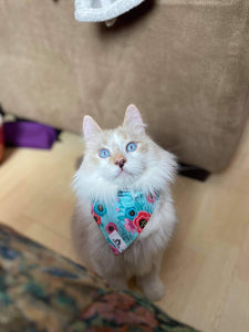 Foulard 2 en 1 pour chat et petit chien - StV010