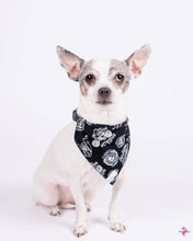 Charger l&#39;image dans la galerie, Foulard 2 en 1 pour chat et petit chien - StV010
