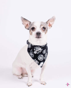 Foulard 2 en 1 pour chat et petit chien - StV010
