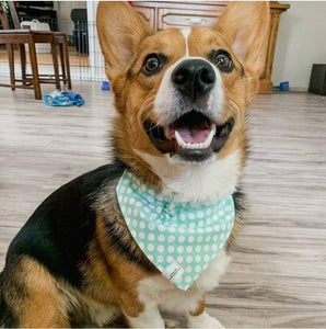 Foulard de jeans recyclés pour chien moyen - Baisers
