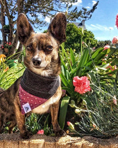 Foulard de jeans recyclés pour chat ou petit chien – Amour