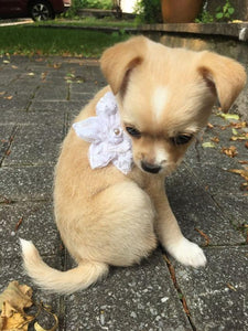 Fleur pour chien ou chat - no 168
