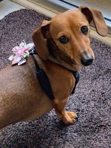 Fleur pour chien ou chat - no 2