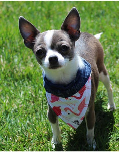 Foulard de jeans recyclés pour chat ou petit chien – Sugar skull