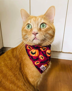 Foulard 2 en 1 pour chat et petit chien - StV027