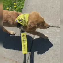 Charger et lire la vidéo dans la visionneuse de la Galerie, Manchon de laisse BESOIN D&#39;ESPACE pour Chien anxieux réactif
