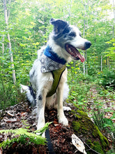 Charger l&#39;image dans la galerie, Foulard de jeans recyclés pour grand chien - Houx gris - N010
