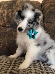 Fleur pour chien ou chat - no 54
